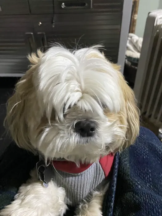 PetVet Vaccination Clinic 12