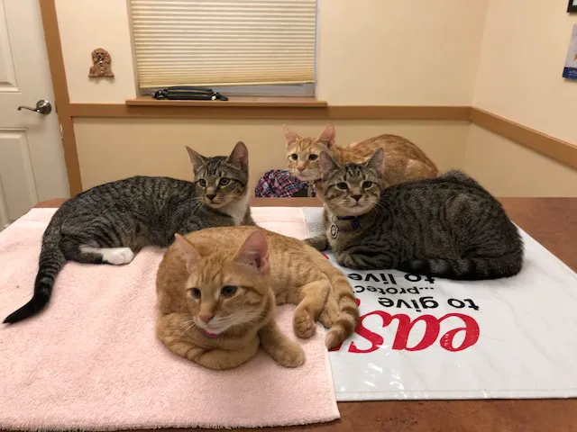 East York Veterinary Center 12