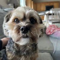 East York Veterinary Center ico
