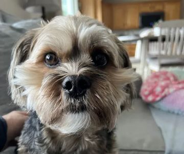 East York Veterinary Center