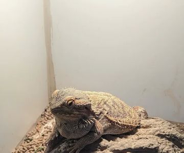 The Reptile Shop