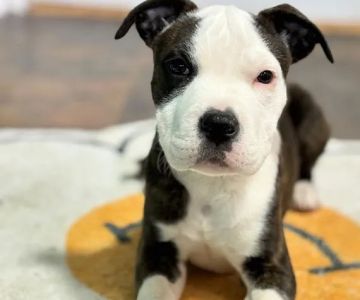 Staffordshire Bull Terrier Puppies Near You/ Staffordshire Bull Terrier Puppies For Sale