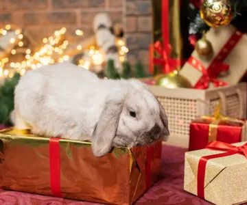 Hollywood Rabbits