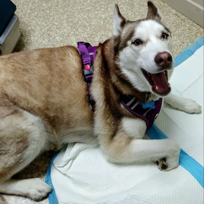Community Animal Hospital 12