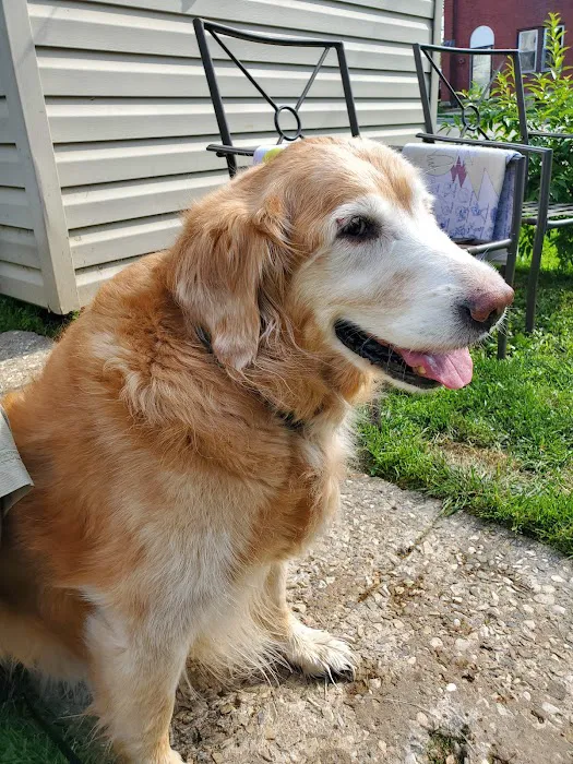 Community Animal Hospital 12
