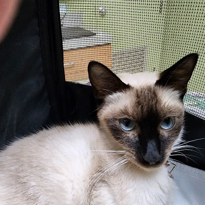Community Animal Hospital 12