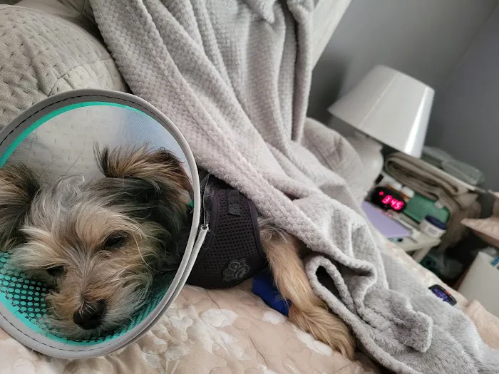 Community Animal Hospital 12