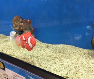 Petco