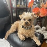Hill Street Veterinary Hospital ico
