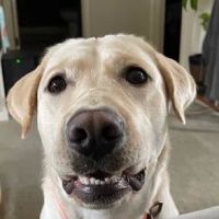 Timberview Veterinary Hospital ico