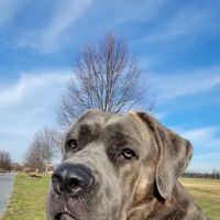 Boiling Springs Animal Hospital: Kathy Purcell, DVM ico