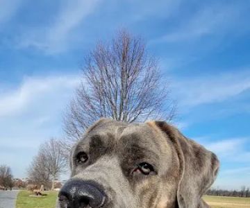 Boiling Springs Animal Hospital: Kathy Purcell, DVM