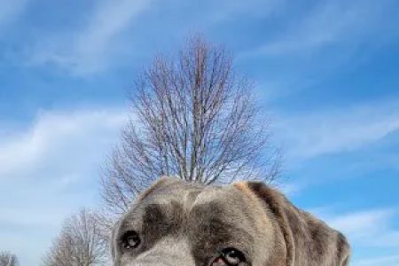 Boiling Springs Animal Hospital: Kathy Purcell, DVM