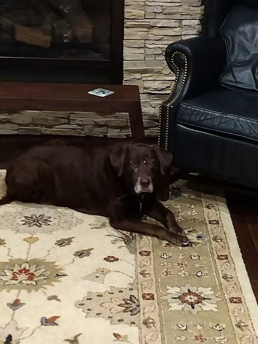 Boiling Springs Animal Hospital: Kathy Purcell, DVM 12