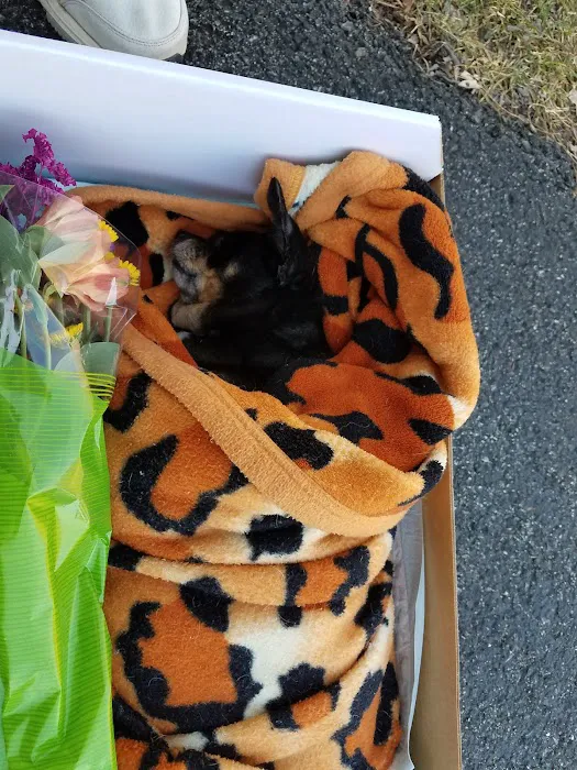 Boiling Springs Animal Hospital 12