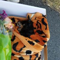 Boiling Springs Animal Hospital ico