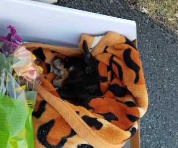 Boiling Springs Animal Hospital
