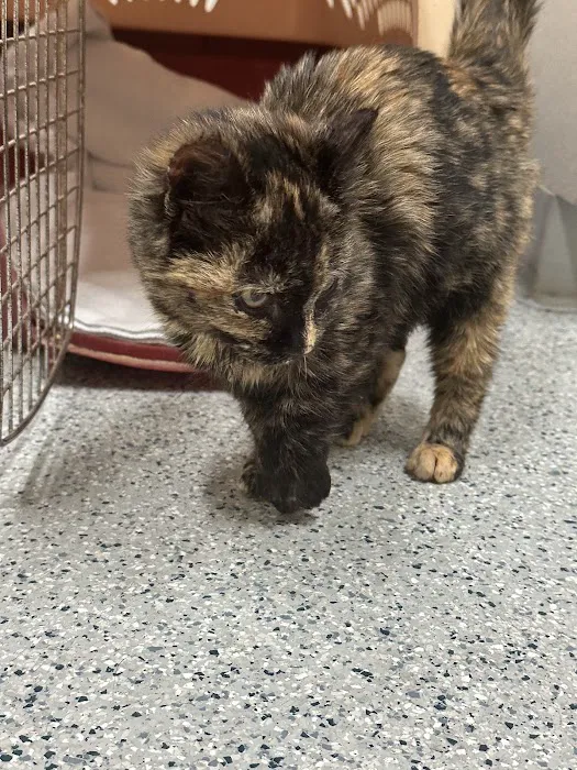 Boiling Springs Animal Hospital 12