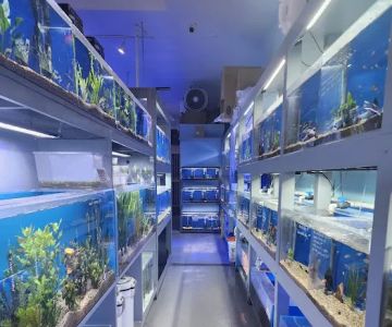 Mark's Tropical Fish