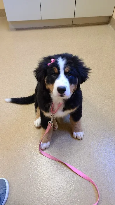 Companion Animal hospital 12