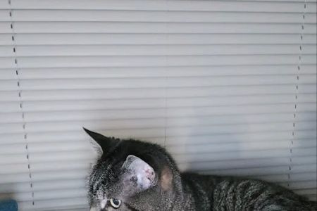 Companion Animal hospital