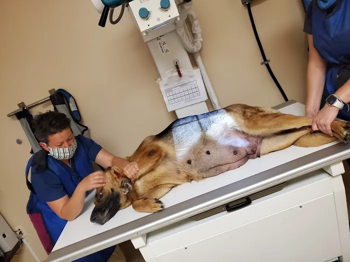 Companion Animal hospital 12