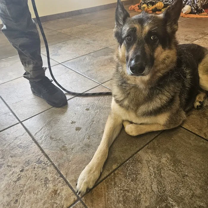 Companion Animal hospital 12
