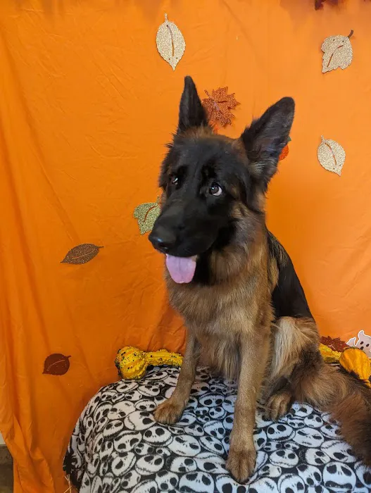 Companion Animal hospital 12