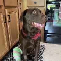 Donegal Animal Hospital ico