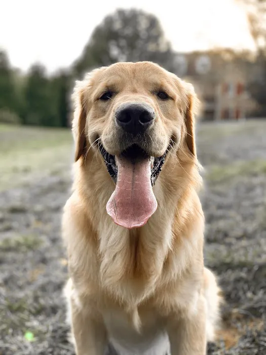 Donegal Animal Hospital 12