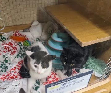 Petco