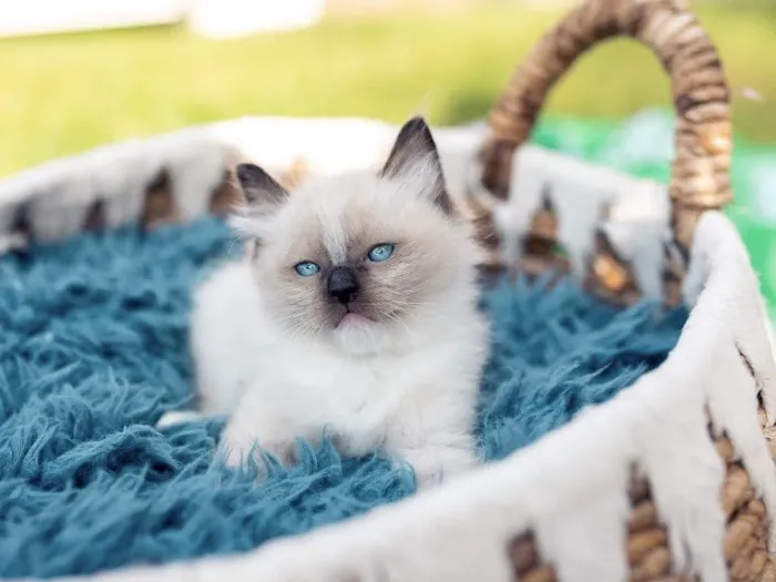 Kristie’s Purrfect Ragdoll’s 12