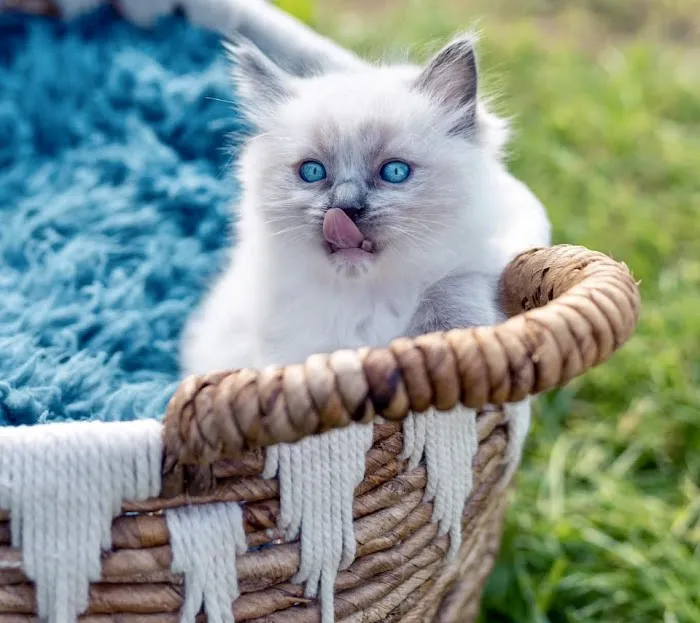 Kristie’s Purrfect Ragdoll’s 12