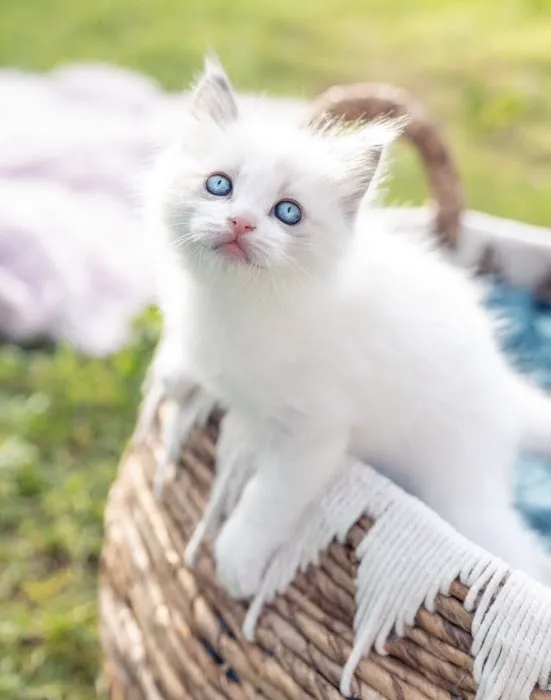 Kristie’s Purrfect Ragdoll’s 12