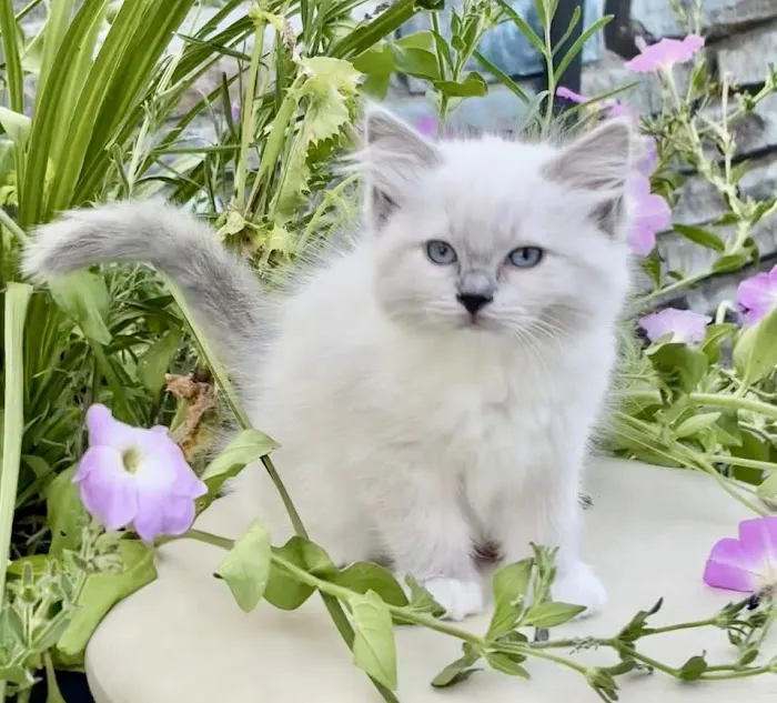 Kristie’s Purrfect Ragdoll’s 12