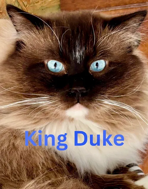 Kristie’s Purrfect Ragdoll’s 12