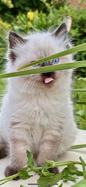 Kristie’s Purrfect Ragdoll’s 12