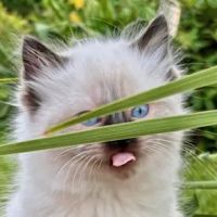 Kristie’s Purrfect Ragdoll’s ico