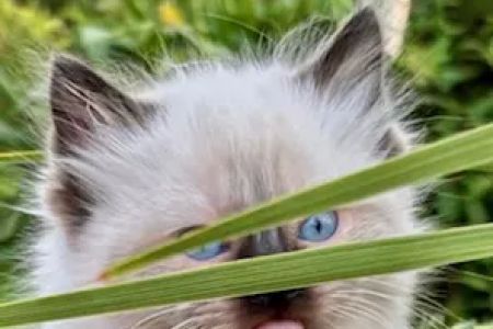 Kristie’s Purrfect Ragdoll’s