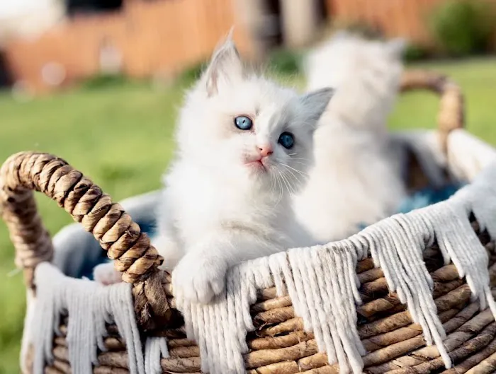 Kristie’s Purrfect Ragdoll’s 12