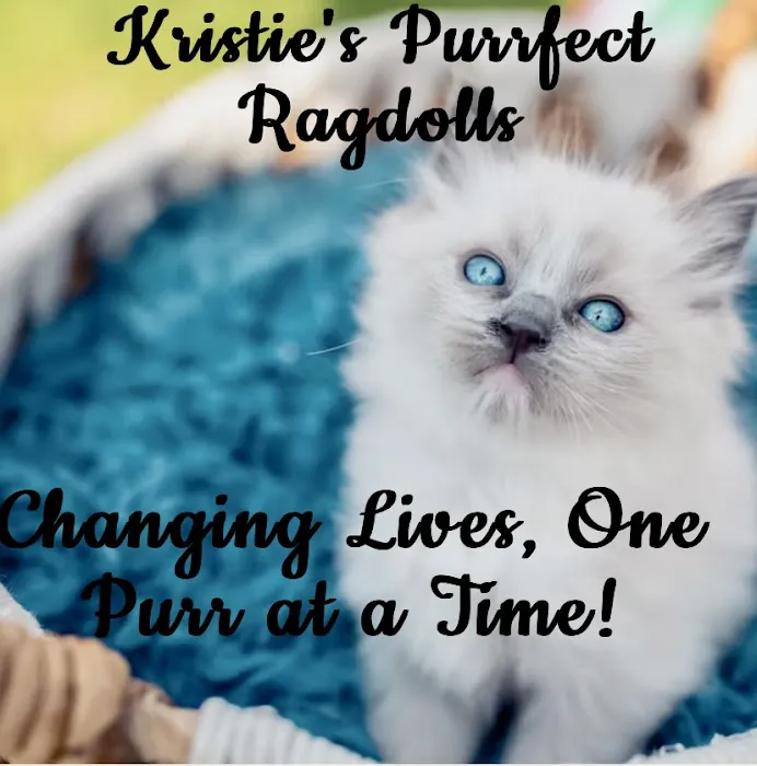 Kristie’s Purrfect Ragdoll’s 12