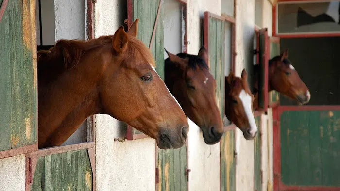 Edelson Equine Associates 12