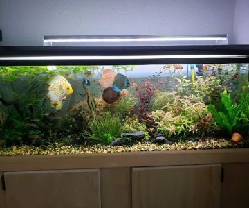 Nature Aquarium