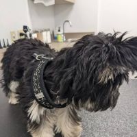 Covenant Veterinary Care ico