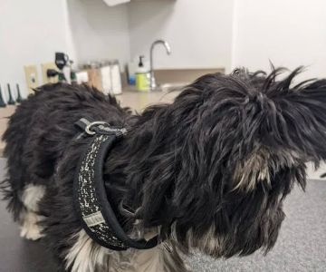 Covenant Veterinary Care