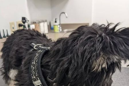 Covenant Veterinary Care