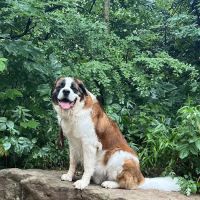 Animal Hospital of Rye ico
