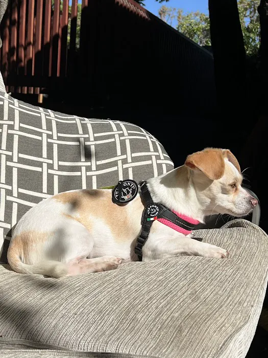 Bruno's Dog & Cat Boutique 12