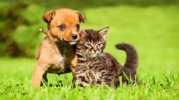 Apple Creek Veterinary Hospital 12