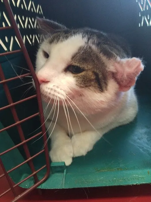Apple Creek Veterinary Hospital 12